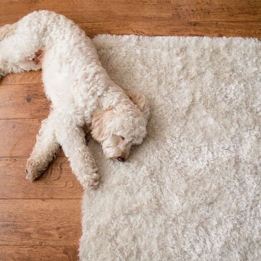 a rug on the floor with a dog